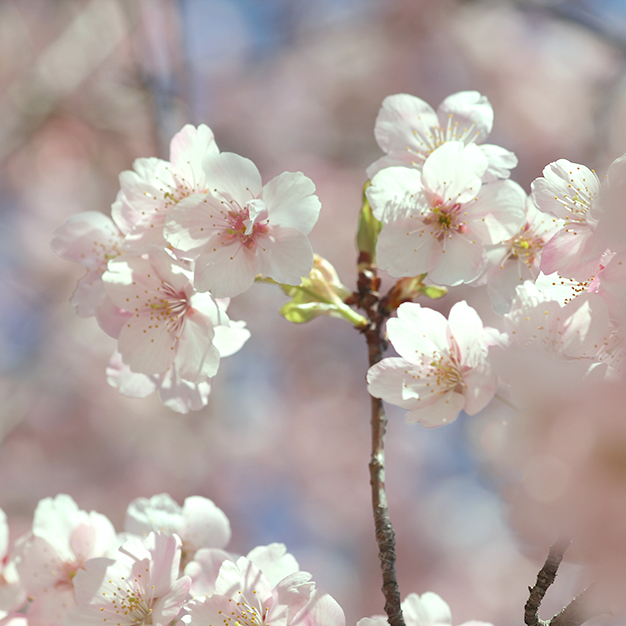 【2021年4月入学者（学部・大学院）の方へ】学生証等の交付について ※必ず確認してください